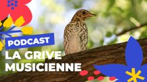 La Grive musicienne  | Brèves de nature sauvage à Paris | Paris Podcast 