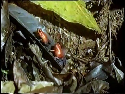 05. د. مصطفى محمود - العلم والإيمان - غريزة القتال