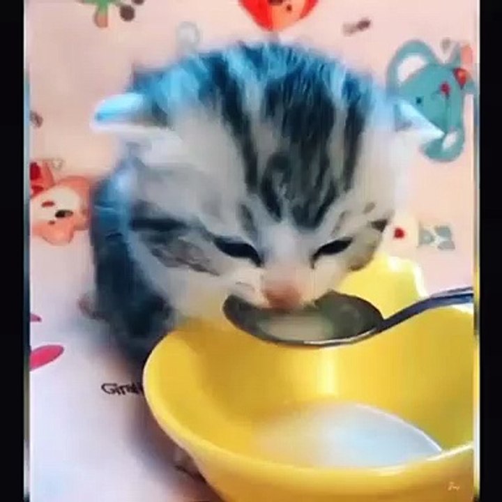Cat fun time