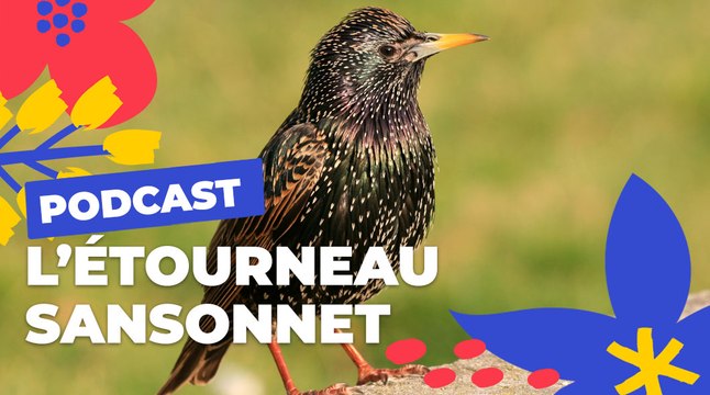 L' étourneau sansonnet | Brèves de nature sauvage à Paris | Paris Podcast