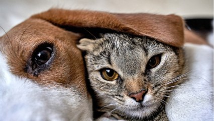 This rescue puppy was adopted into a house with two cats, and something incredible happened (VIDEO)