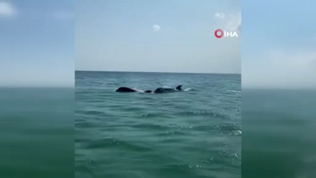 Silivri sahilinde yunus balıkları görüldü