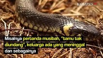 Aduh Ular Masuk Rumah, Pertanda Apa Ya?