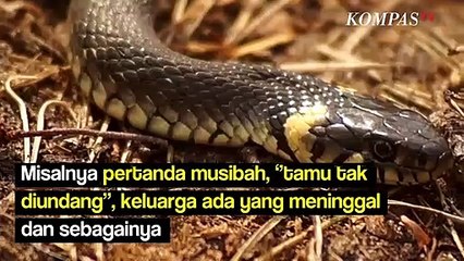 Aduh Ular Masuk Rumah, Pertanda Apa Ya?