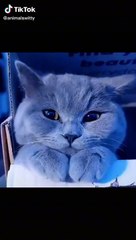 Exercise Cat With Rope Witty And Funny Animal Videos 2022 2