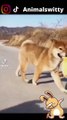 Chick And Puppy Witty And Funny Animal Videos 2022 7