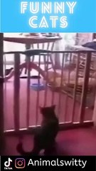 Top Witty And Funny Cats Animal Videos 2022 8
