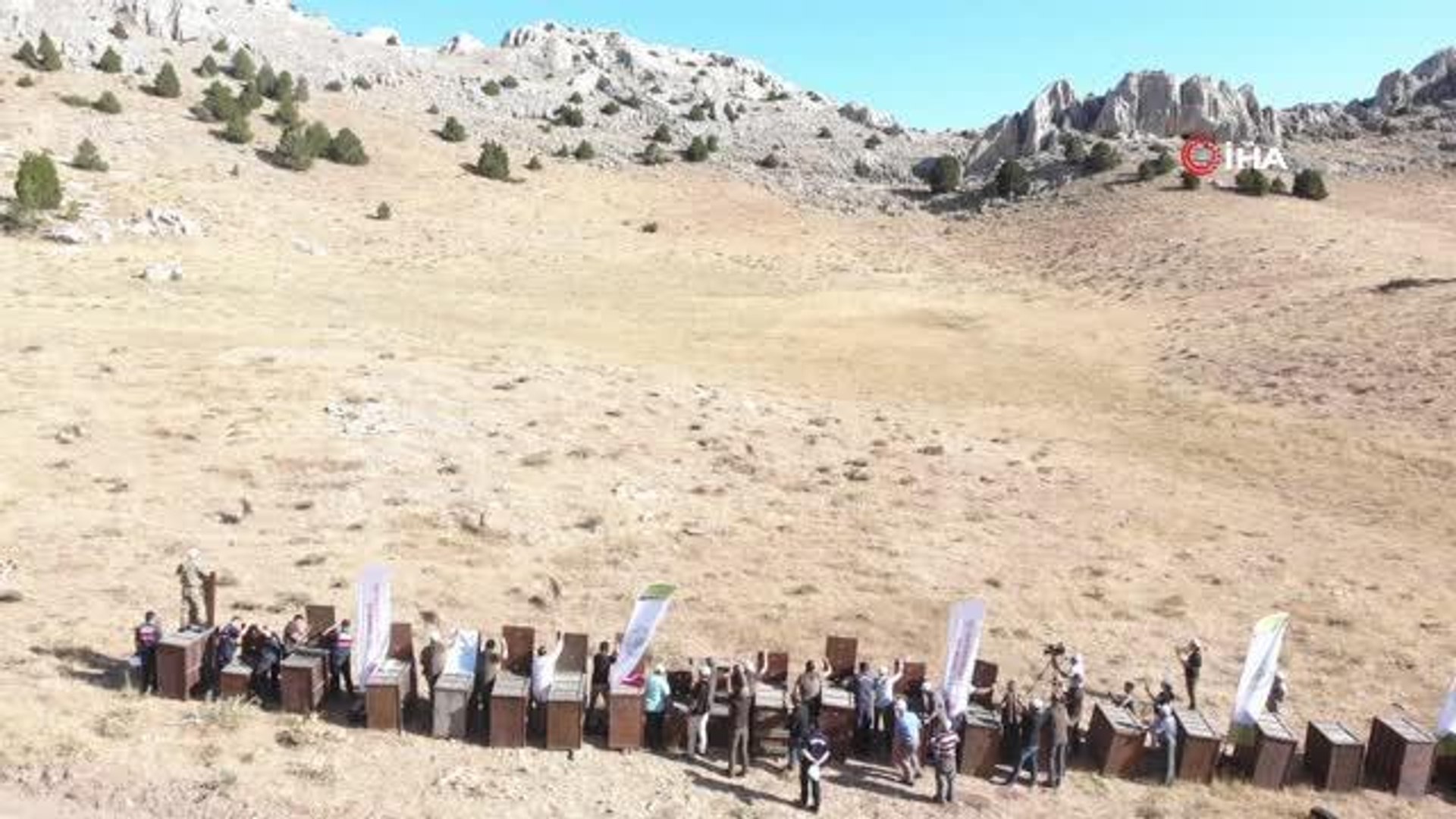 Yaban koyunları doğaya salındı
