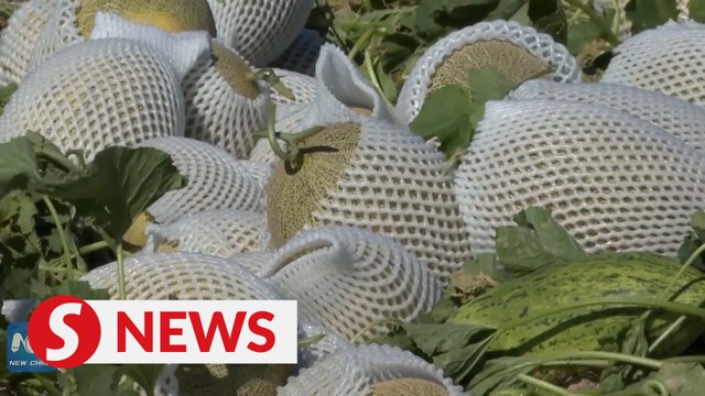 Harvest season for popular hami melons in Xinjiang