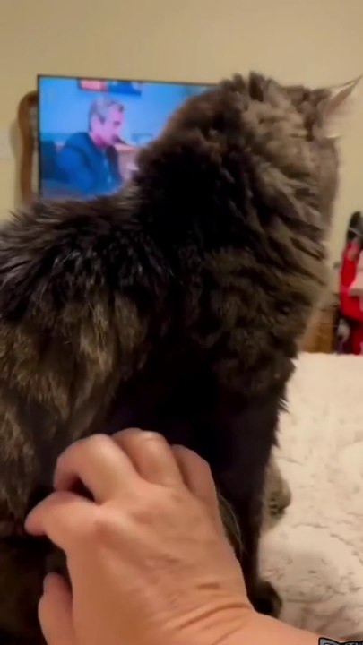 Best Cute Cats Funny Viral Clips__ #funny Cats #Video__ #trending #animals