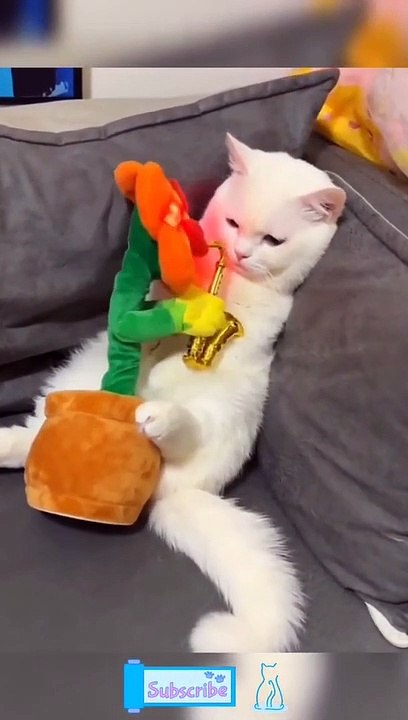 Funny Cats Will Make You Laugh All Day Long - Funniest Cats On The Internet