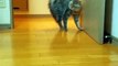Cute & Crazy Cats Funny Viral Clips-- Best #funny Cats #Video-- #trending #animals