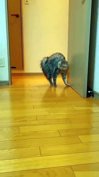 Cute & Crazy Cats Funny Viral Clips-- Best #funny Cats #Video-- #trending #animals