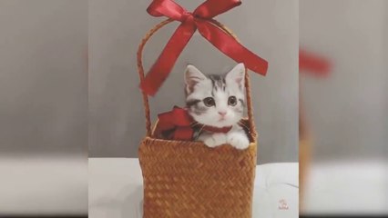 Baby Cats - Cute and Funny Cat Videos Compilation _ Aww Animals