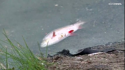 „Chemiecocktail“: Die Oder und ihre vielen Leiden