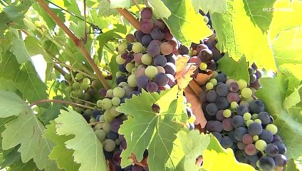 Face au changement climatique, la filière vin en pleine maturation