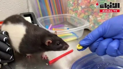 تجارب أميركية على الفئران