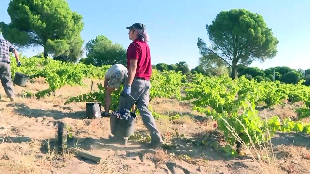 La vendimia se adelanta en algunos puntos debido a la sequía y al calor