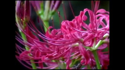 田川寿美 女人高野 2002 MV