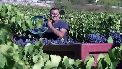 Dans les vignes de Francesco Carta