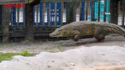 Timsah kafese giren adamı kovaladı! Korku dolu anlar kamerada!