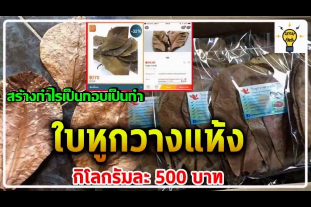 รายได้ดีไม่น่าเชื่อ 'ใบหูกวางแห้ง' กิโลกรัมละ 500 บาท เป็นที่ต้องการของตลาดปลากัดไทยและต่างชาติ