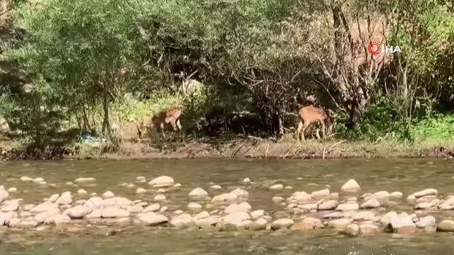 Tunceli gündem haberi... Tunceli'de koruma altındaki yaban keçileri böyle görüntülendi