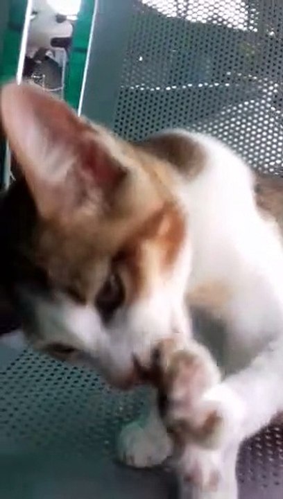 My first pet cat