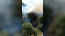 Son dakika haber: Şemdinli'de ağaçlık alanda çıkan yangın söndürüldü