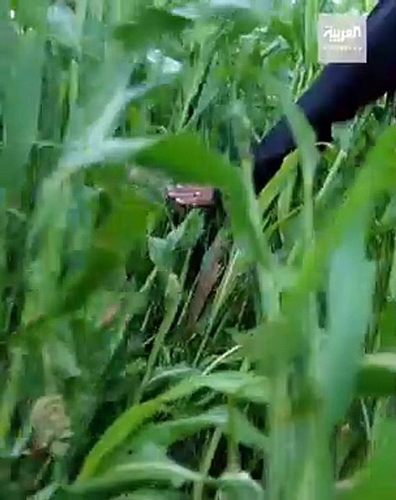 من العصور المتجمدة إلى عصور السافانا ما هي العصور التي مرت على الجزيرة العربية التفاصيل في تقويم مع خالد الزعاق. - نشرة_الرابعة - السعودية - @dralz