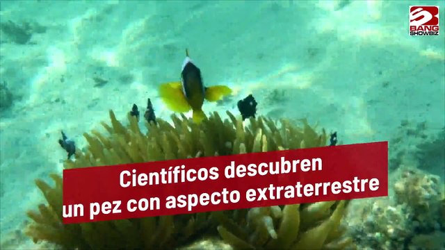 Científicos descubren un pez con aspecto extraterrestre