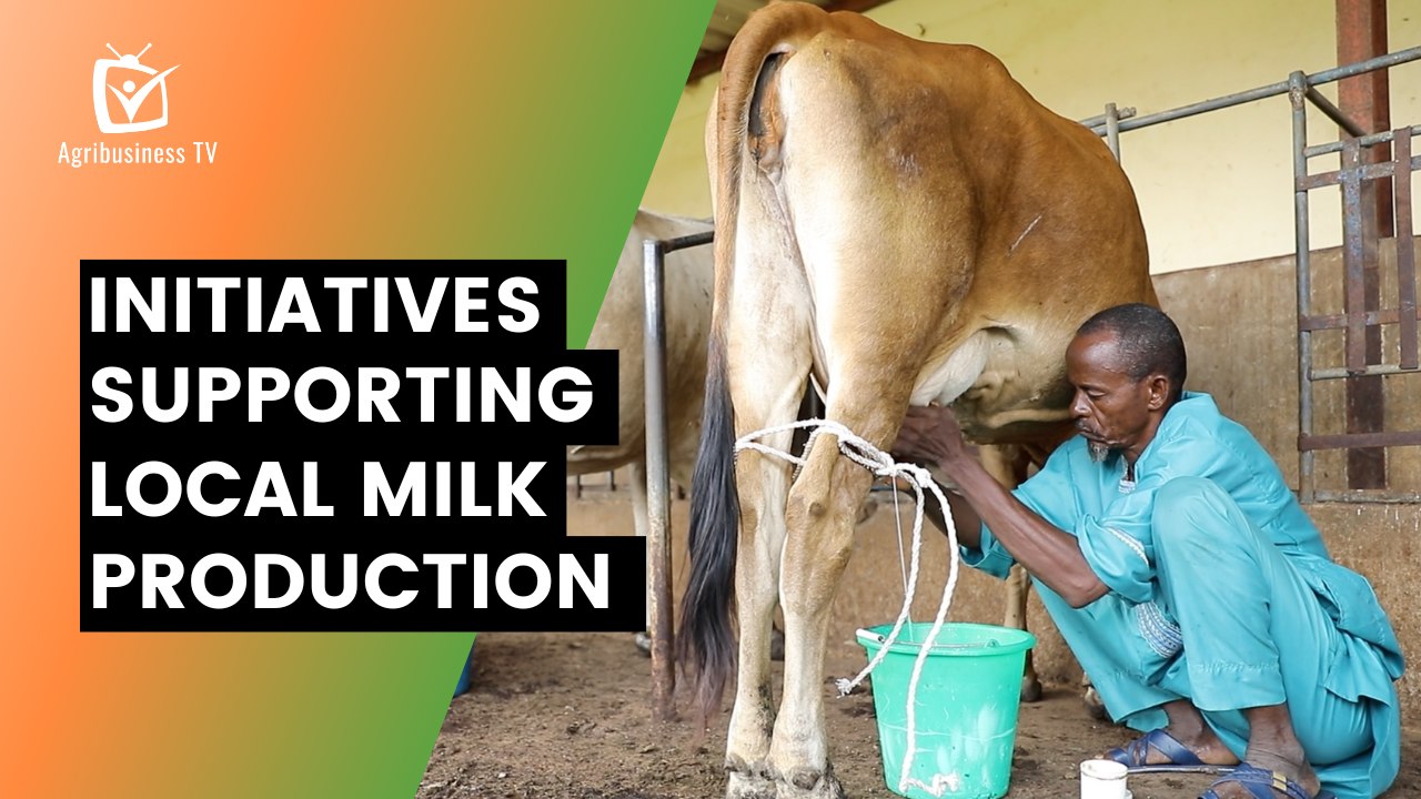 Burkina Faso: Initiatives supporting local milk production