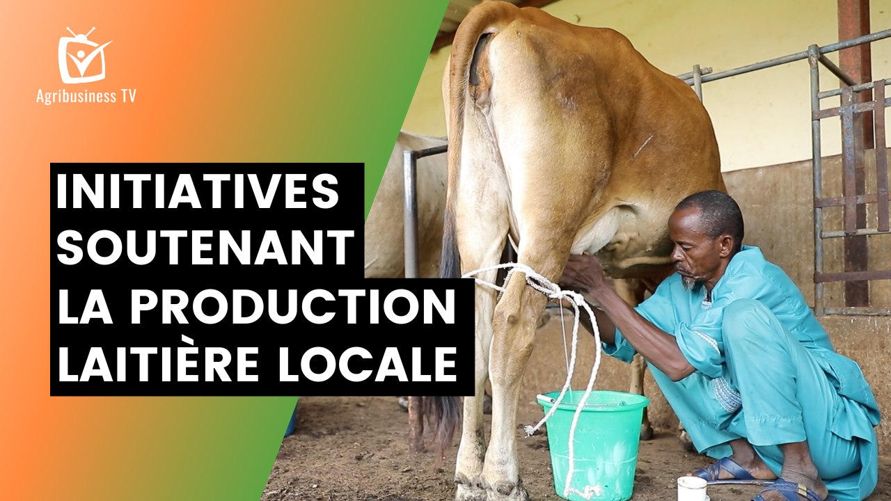 Burkina Faso : Initiatives soutenant la production laitière locale