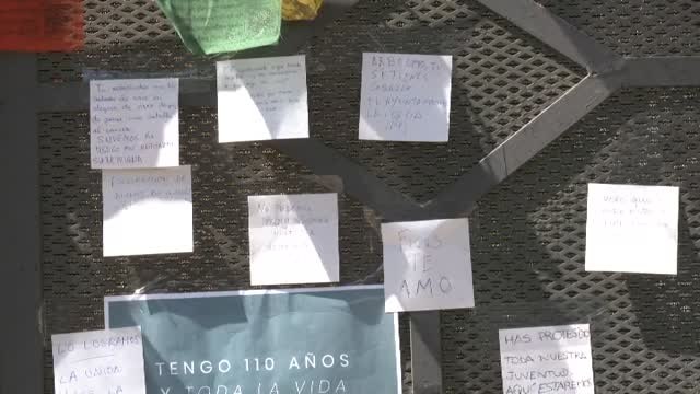 El ficus centenario de Triana se queda