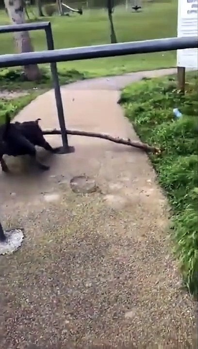Funny Dog