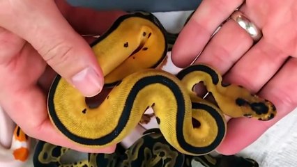 15 Rarest Snakes in the World!