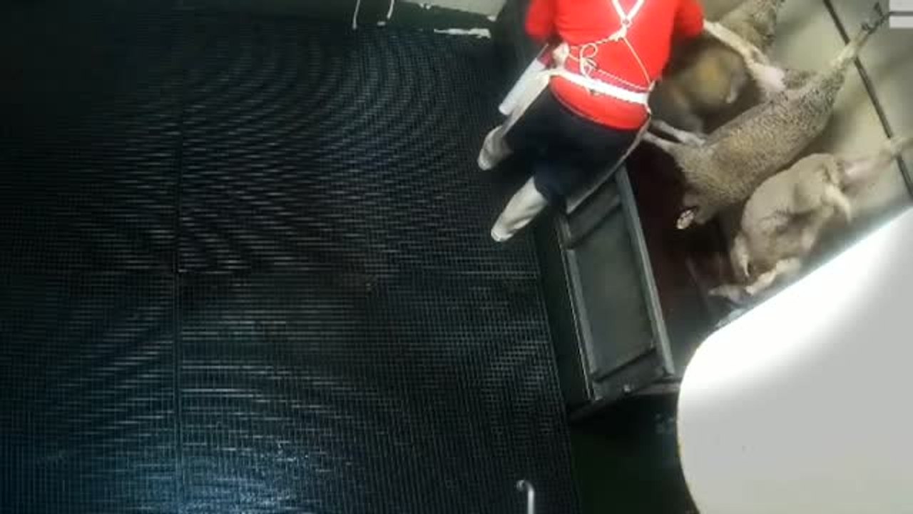 El Gobierno exige a los mataderos que instalen cámaras para garantizar el bienestar animal