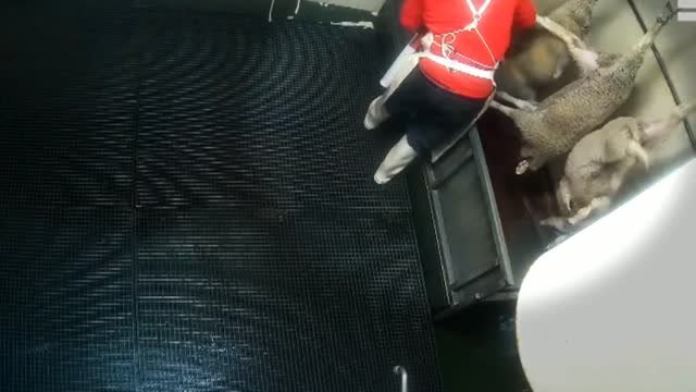 El Gobierno exige a los mataderos que instalen cámaras para garantizar el bienestar animal