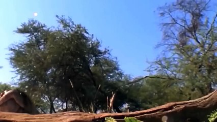 TOP ANIMALS CAN TAKE DOWN LION TOO EASY - Lion vs Python, Cobra, Leopard, Monkey, Impala, Zebra, ...