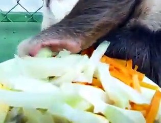 funny food eating animal