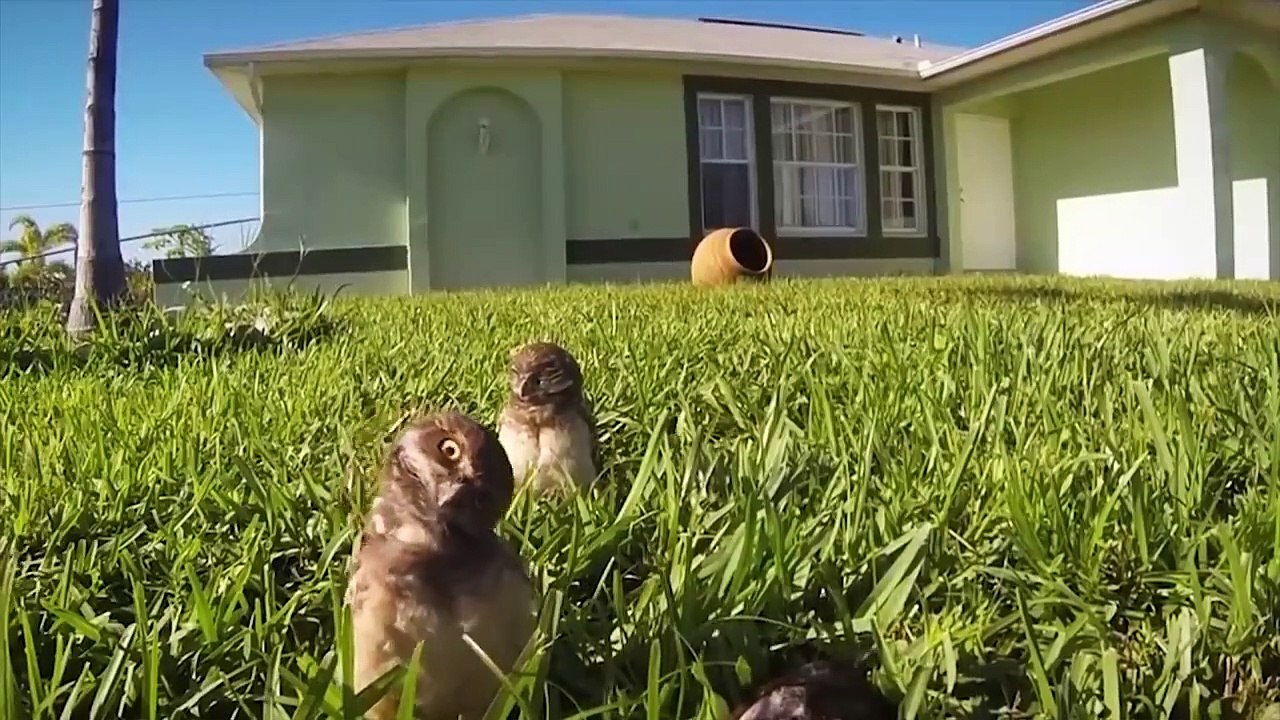 15 Scariest Things Caught On GoPro Camera video Dailymotion