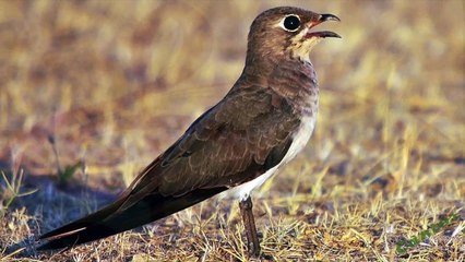 Canto de la Canastera Común