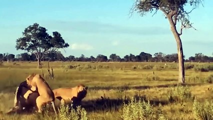 Scary Predator ►The Lion King Is Hit Back By Buffalo, Crocodile, Wildebeest ...