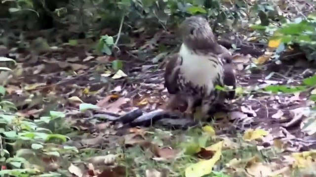 Eagle's Dramatic Attacks - Eagle Uses Full Strength And Speed To Destroy Its Prey