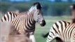 Strong Zebra! Powerful Mother Zebra Come To Rescue Poor Baby Zebra Escapes Lion - Elephant Vs Dogs