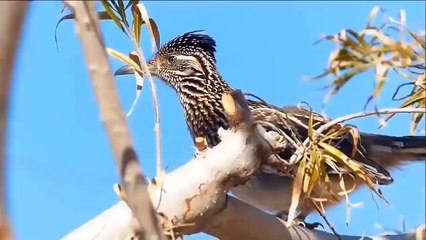 OMG! The Mighty Eagle Fights For Survival With One Of The Most Venomous Cobra Species