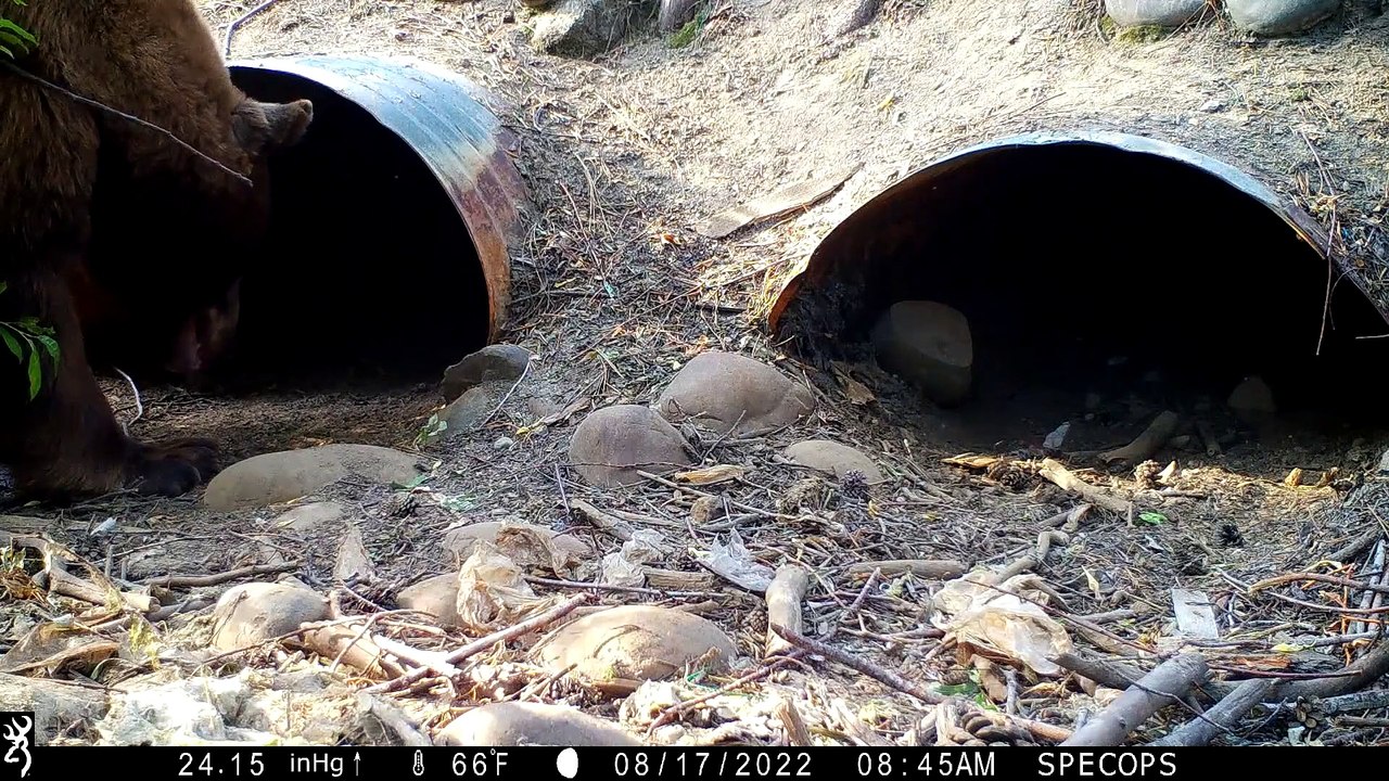 Bear Climbs Into Culvert Pipe