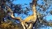 Lion Jumps Up Tree To attack Leopard ►Fierce Battle of Baboons In India ► Lion Vs Buffalo, Antelope