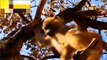 Lion Climb A Tree To Catch Baboon To Save Baby►Baboons Vs Lions► Buffalo Save Baby From Lion