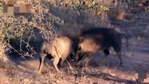 Crocodile Attacks Wild Boar ►Mother Warthog Crazy Biting Leopard To Save Her Baby
